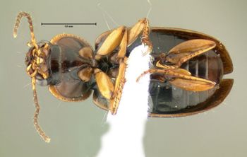 Media type: image;   Entomology 600496 Aspect: habitus ventral view